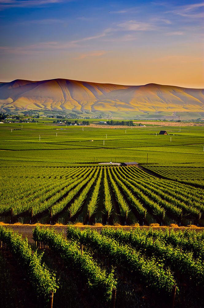 USA-WA-Red Mountain Dusk on the vineyards of Red Mountain wine region with Horse Heaven Hills
